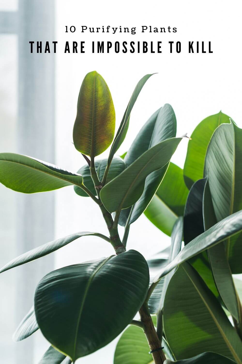 indoor plants that are hard to kill