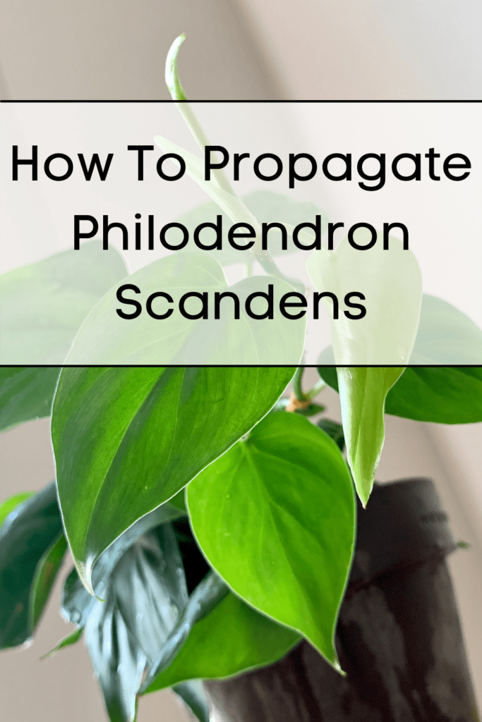How-To-Propagate-Philodendron-Scandens
