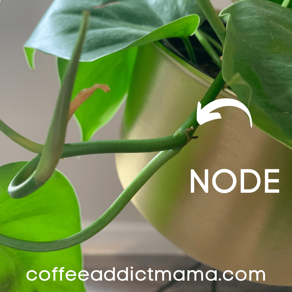https://coffeeaddictmama.com/wp-content/uploads/2021/06/node.png?utm_source=chatgpt.com