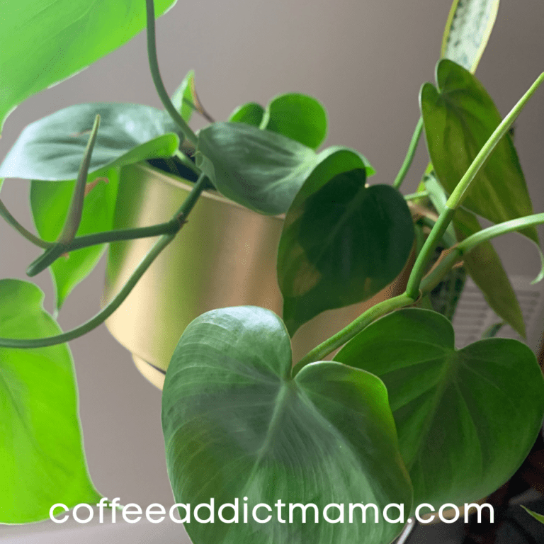 Easy Tips How To Propagate Philodendron Heartleaf Coffee Addict Mama