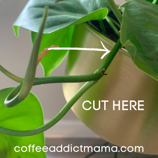 Easy Tips How To Propagate Philodendron Heartleaf| Coffee Addict Mama