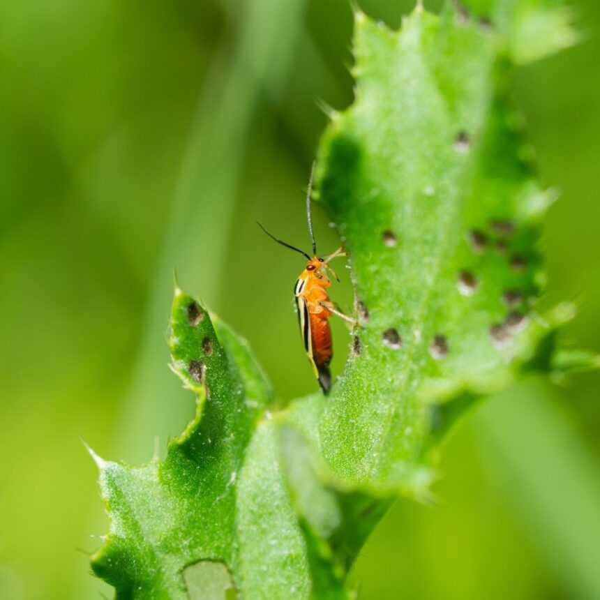 how-to-get-rid-of-bugs-on-plants-all-naturally-fast-coffee-addict-mama