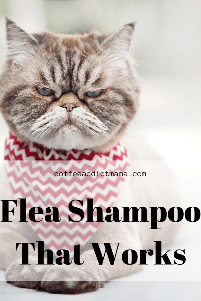 Homemade flea store bath for cats