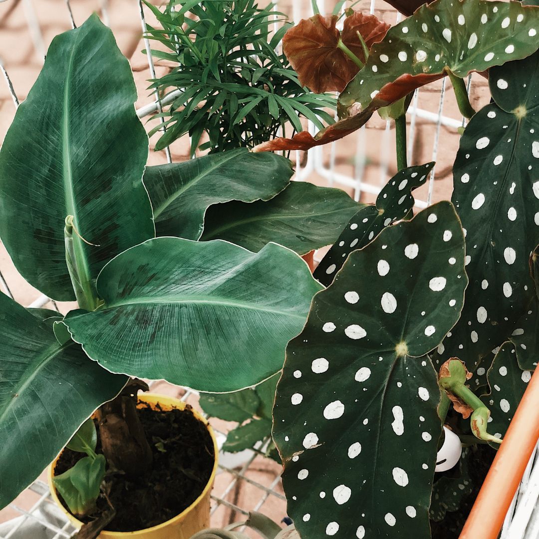 Indoor Plants 101 – a guide to thriving plant life