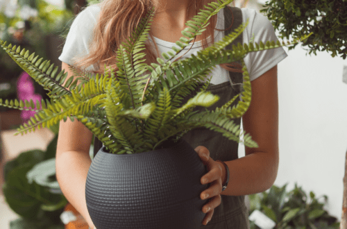 plants that clean the air
