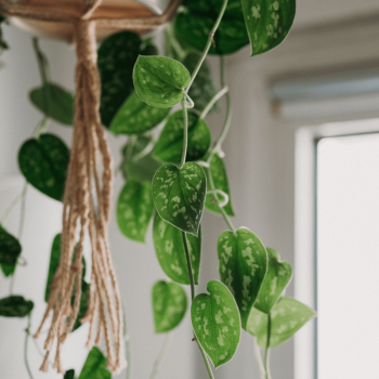 care-for-scindapsus-silver-pothos